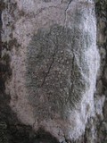 Dirina ceratoniae image