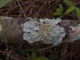 Parmotrema tinctorum image