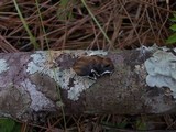 Parmotrema tinctorum image