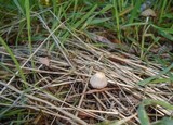 Coprinellus impatiens image