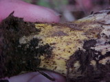 Gomphidius glutinosus image
