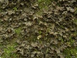 Sticta carolinensis image