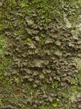 Sticta carolinensis image