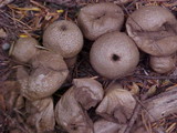 Lycoperdon nigrescens image