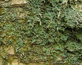 Normandina pulchella image