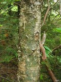Normandina pulchella image