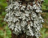 Hypotrachyna virginica image