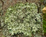 Punctelia caseana image