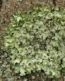 Punctelia caseana image