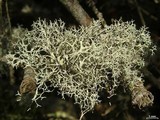 Pseudevernia cladonia image