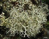 Pseudevernia cladonia image
