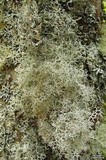 Pseudevernia cladonia image