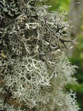 Pseudevernia cladonia image