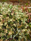 Cladonia gracilis subsp. turbinata image