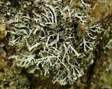 Hypogymnia vittata image