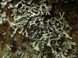 Hypogymnia vittata image