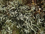 Hypogymnia vittata image