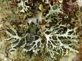 Hypogymnia vittata image
