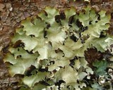 Cetrelia olivetorum image