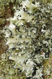 Parmotrema arnoldii image