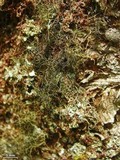 Bryoria bicolor image