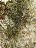 Bryoria bicolor image