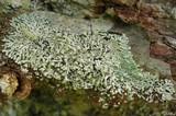 Menegazzia terebrata image