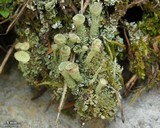 Cladonia cryptochlorophaea image