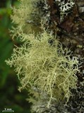 Usnea cornuta image