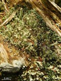 Cladonia digitata image