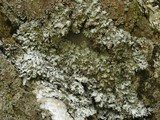 Parmelia saxatilis image