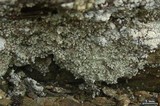 Lepraria lanata image