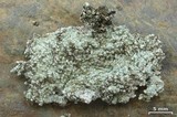 Lepraria lanata image