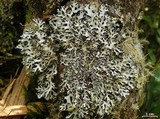 Hypotrachyna rachista image