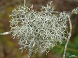 Pseudevernia cladonia image