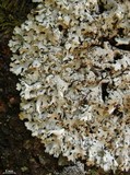 Hypotrachyna croceopustulata image