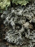 Hypotrachyna croceopustulata image