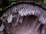 Russula nigricans image