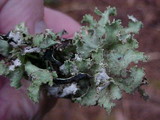 Platismatia glauca image