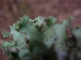Platismatia glauca image