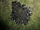 Leptogium hibernicum image