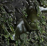 Leptogium hibernicum image