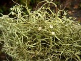 Ramalina stenospora image