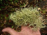 Ramalina stenospora image