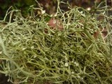 Ramalina stenospora image