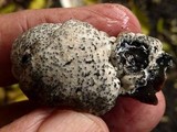 Xylaria mesenterica image