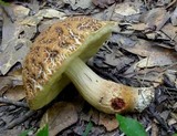 Leccinellum crocipodium image