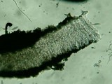 Ramalina stenospora image