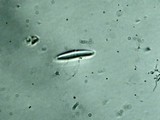 Ramalina stenospora image