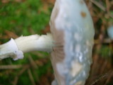 Stropharia aeruginosa image